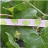 Order  Animal Cuties - Jumping Frog/Pink